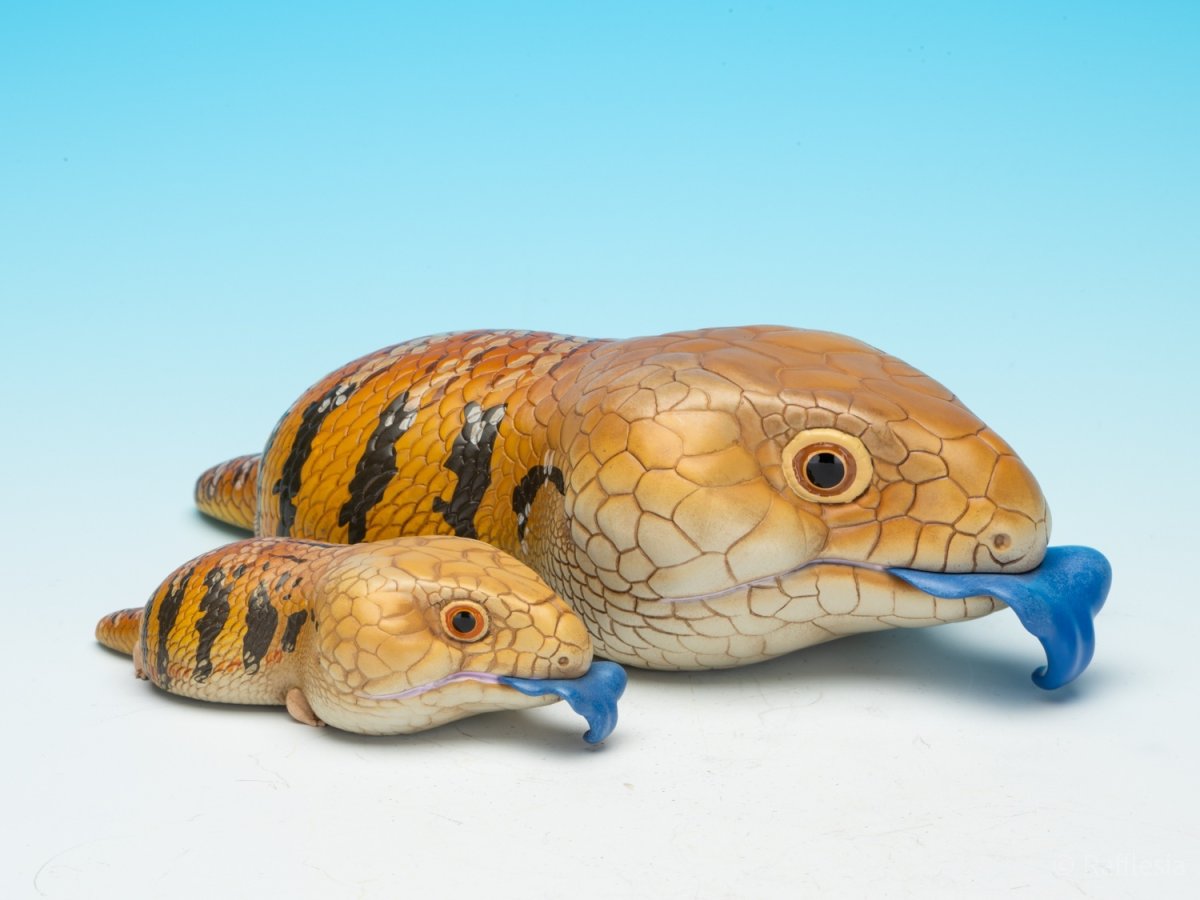 画像4: アオジタトカゲ PLUS (4)