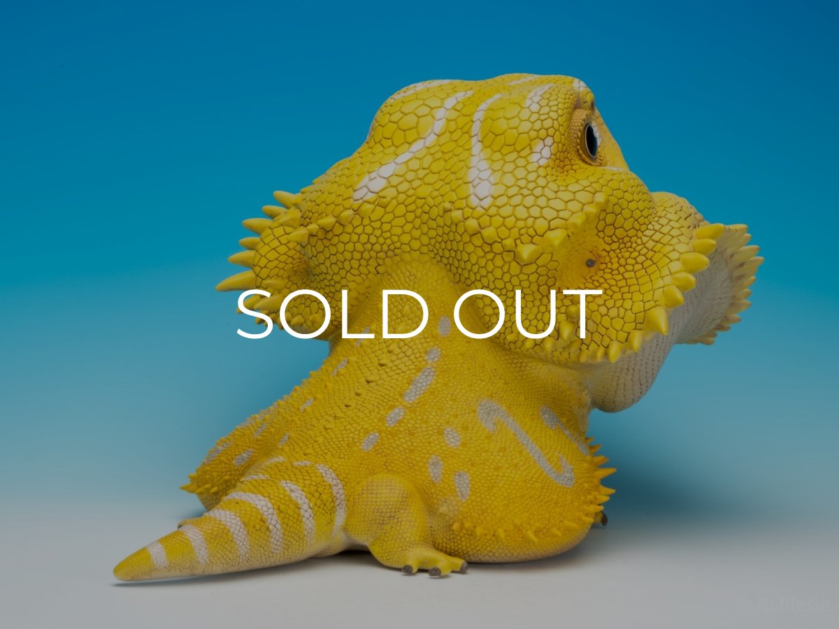 画像7: フトアゴヒゲトカゲ（イエロー）MAX版 (7)