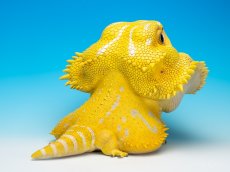 画像7: フトアゴヒゲトカゲ（イエロー）MAX版 (7)