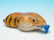 画像1: アオジタトカゲ PLUS (1)