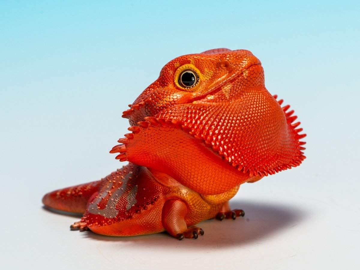 画像2: フトアゴヒゲトカゲ（レッド） (2)