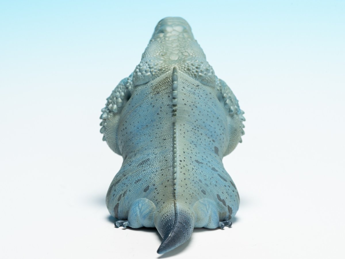 画像4:  ブルーイグアナ (4)