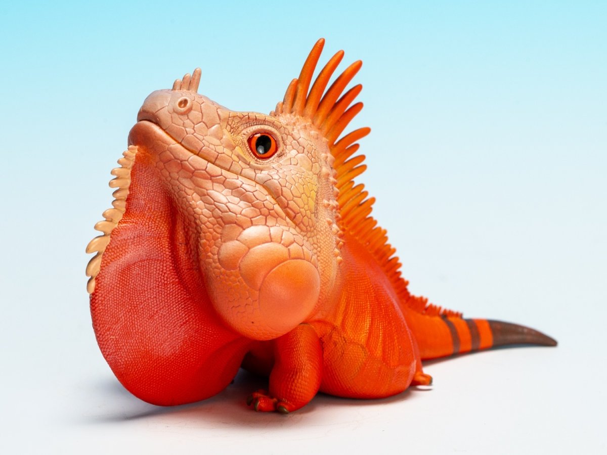 画像9:  グリーンイグアナ（赤白） (9)