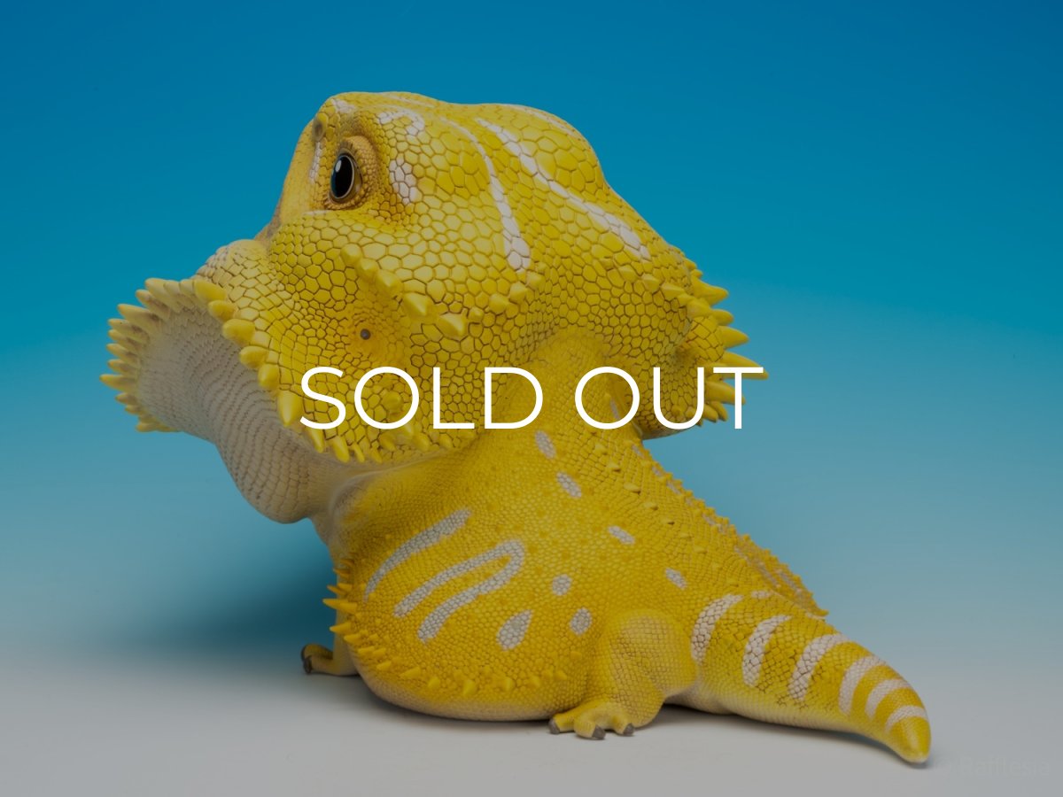 画像8: フトアゴヒゲトカゲ（イエロー）MAX版 (8)