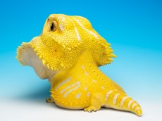画像8: フトアゴヒゲトカゲ（イエロー）MAX版 (8)