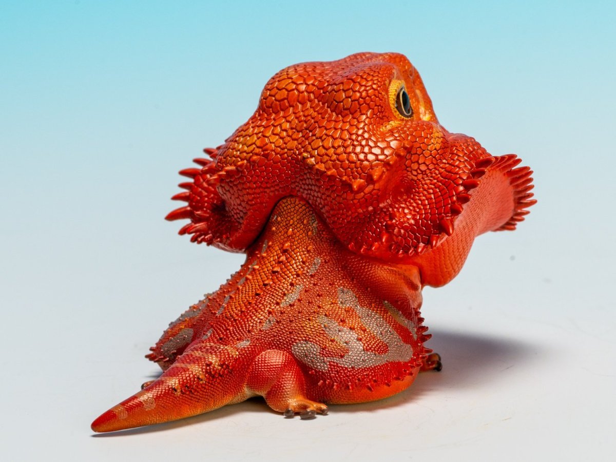 画像5: フトアゴヒゲトカゲ（レッド） (5)
