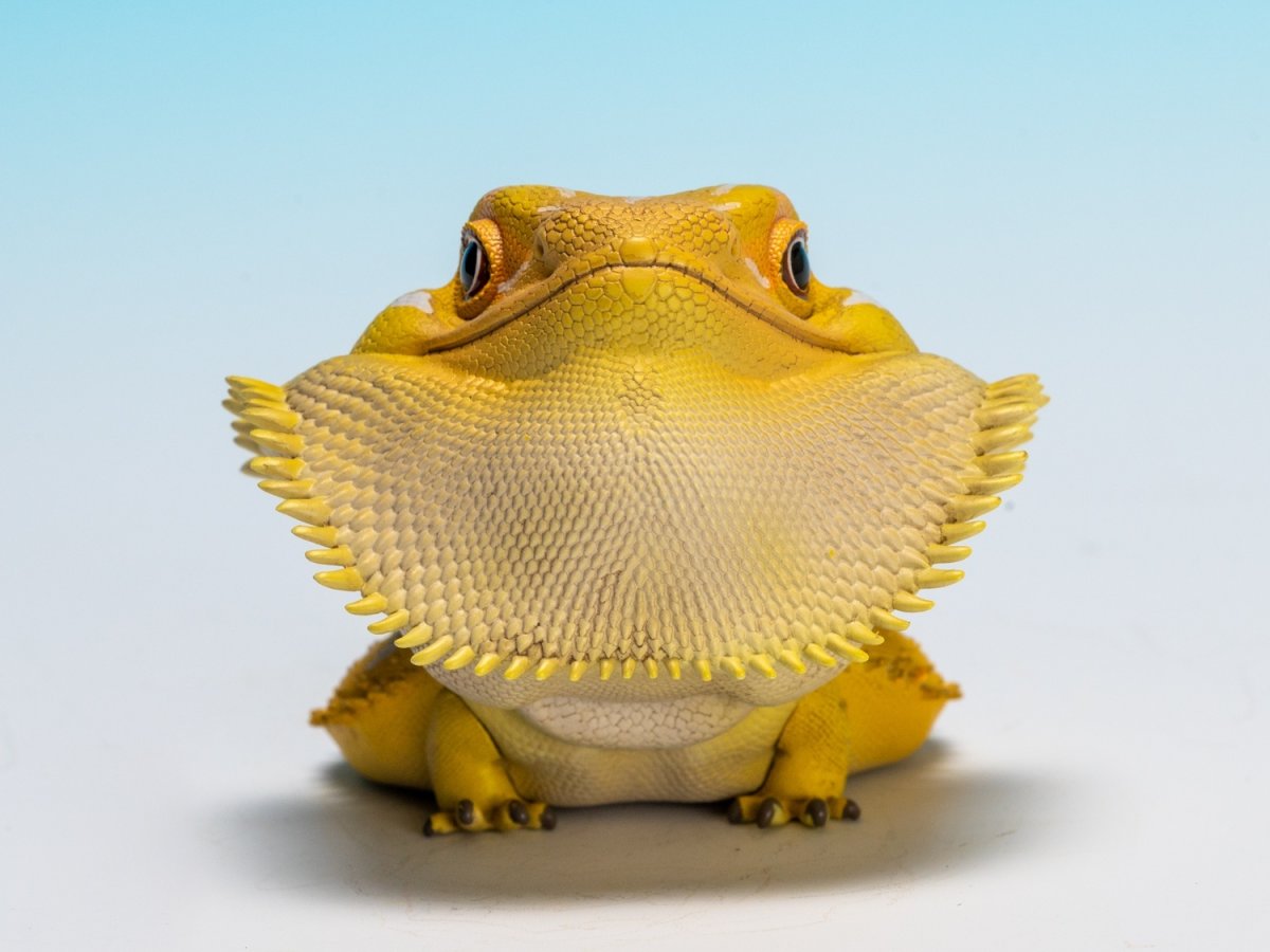 画像10: フトアゴヒゲトカゲ（黄色） (10)