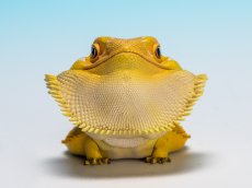 画像10: フトアゴヒゲトカゲ（黄色） (10)