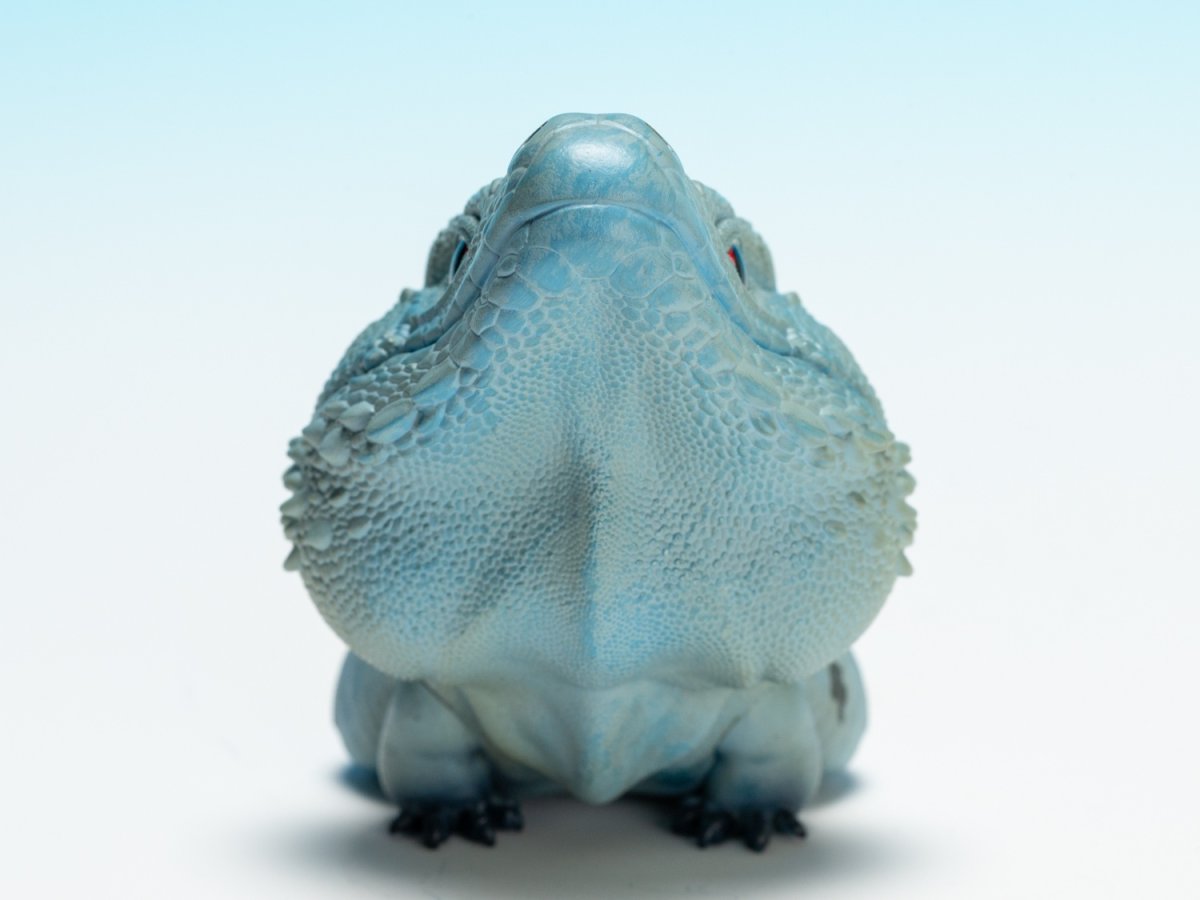 画像8:  ブルーイグアナ (8)