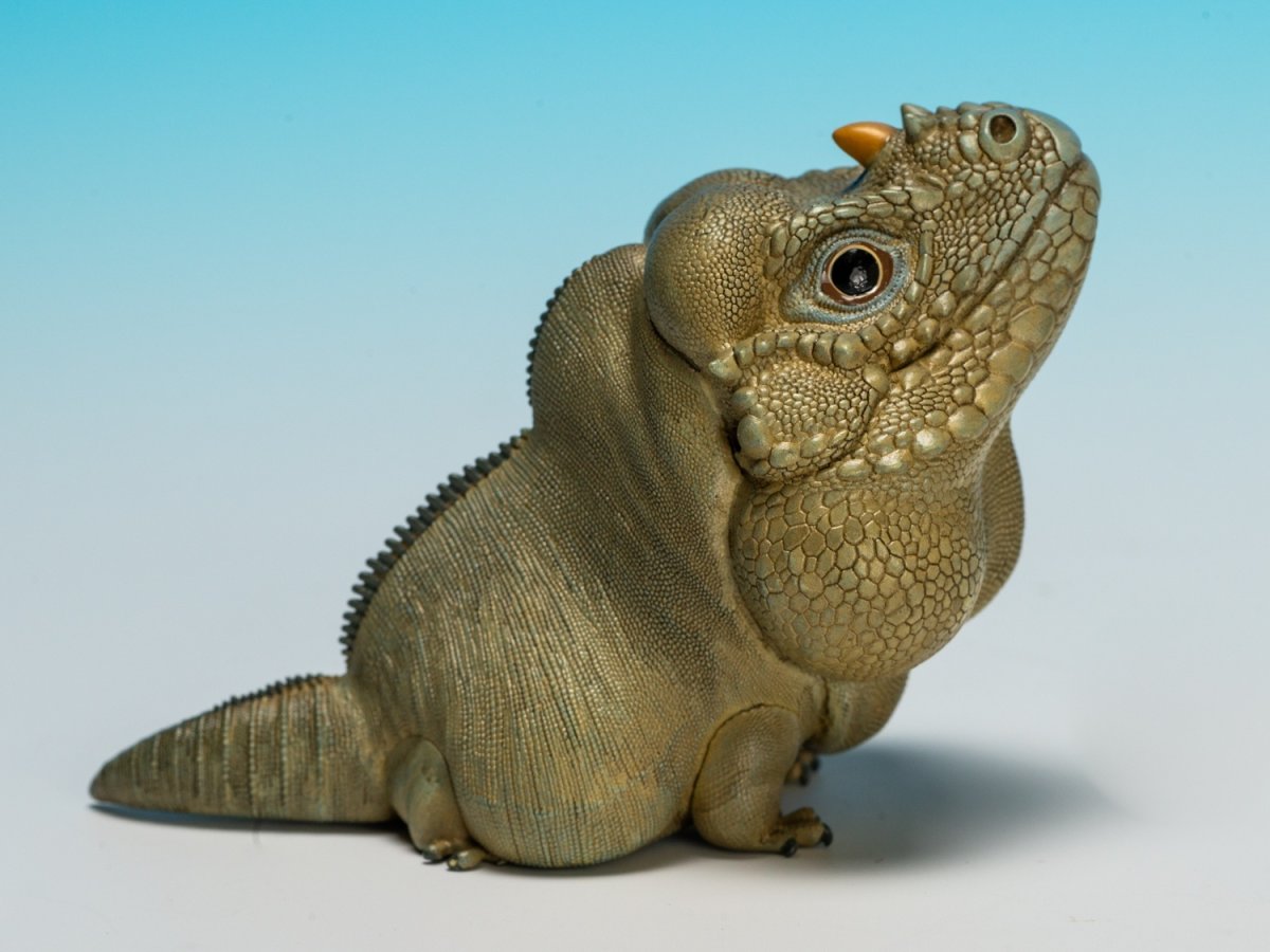 画像2: サイイグアナ (2)