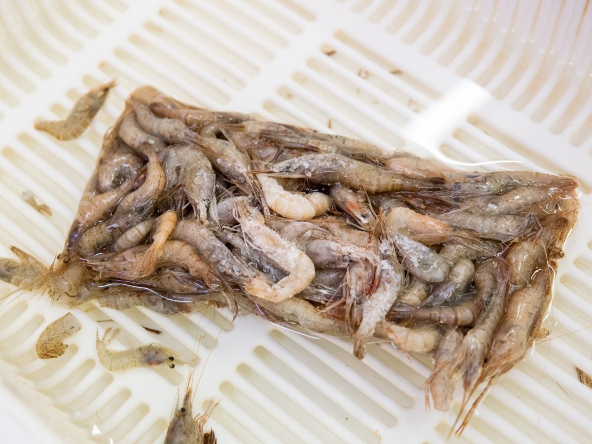 画像4: 冷凍エビ（Sサイズ）500ｇ (4)