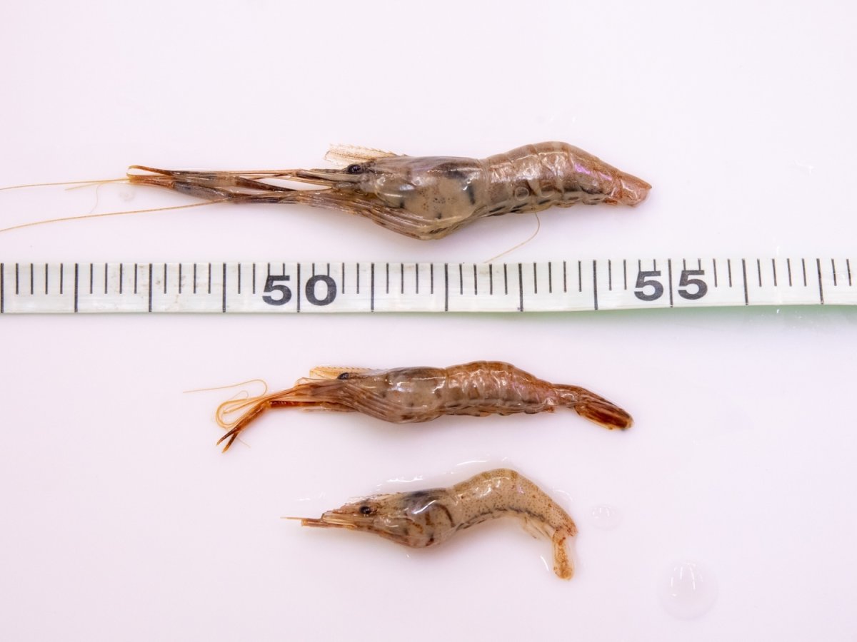 画像6: 冷凍エビ（Sサイズ）500ｇ (6)