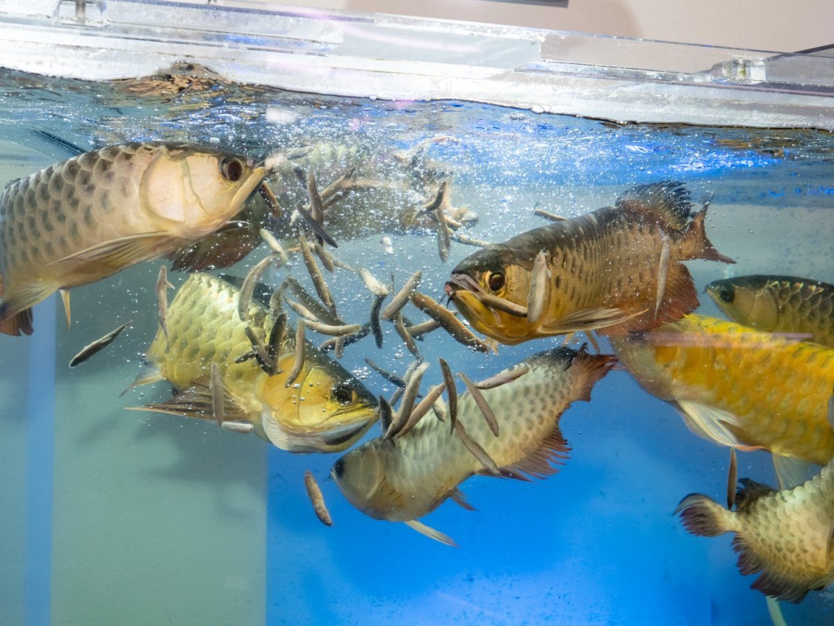 画像4: バラ冷凍ドジョウ（500g） (4)