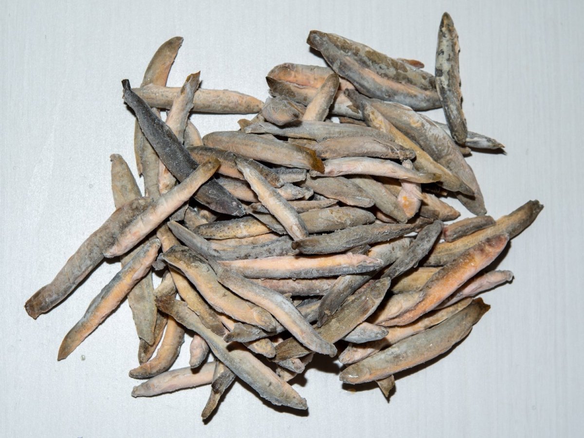 画像2: バラ冷凍ドジョウ（500g） (2)