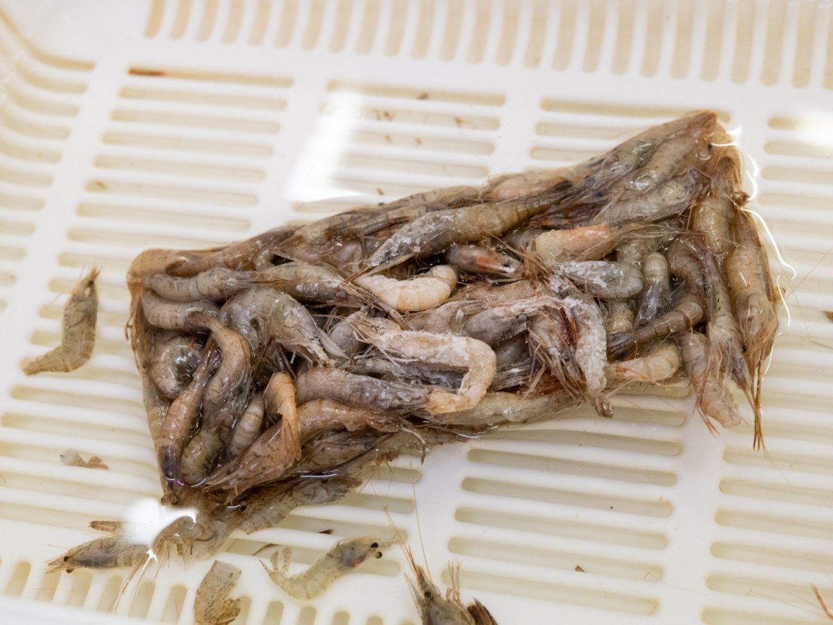 画像5: 冷凍エビ（Sサイズ）500ｇ (5)