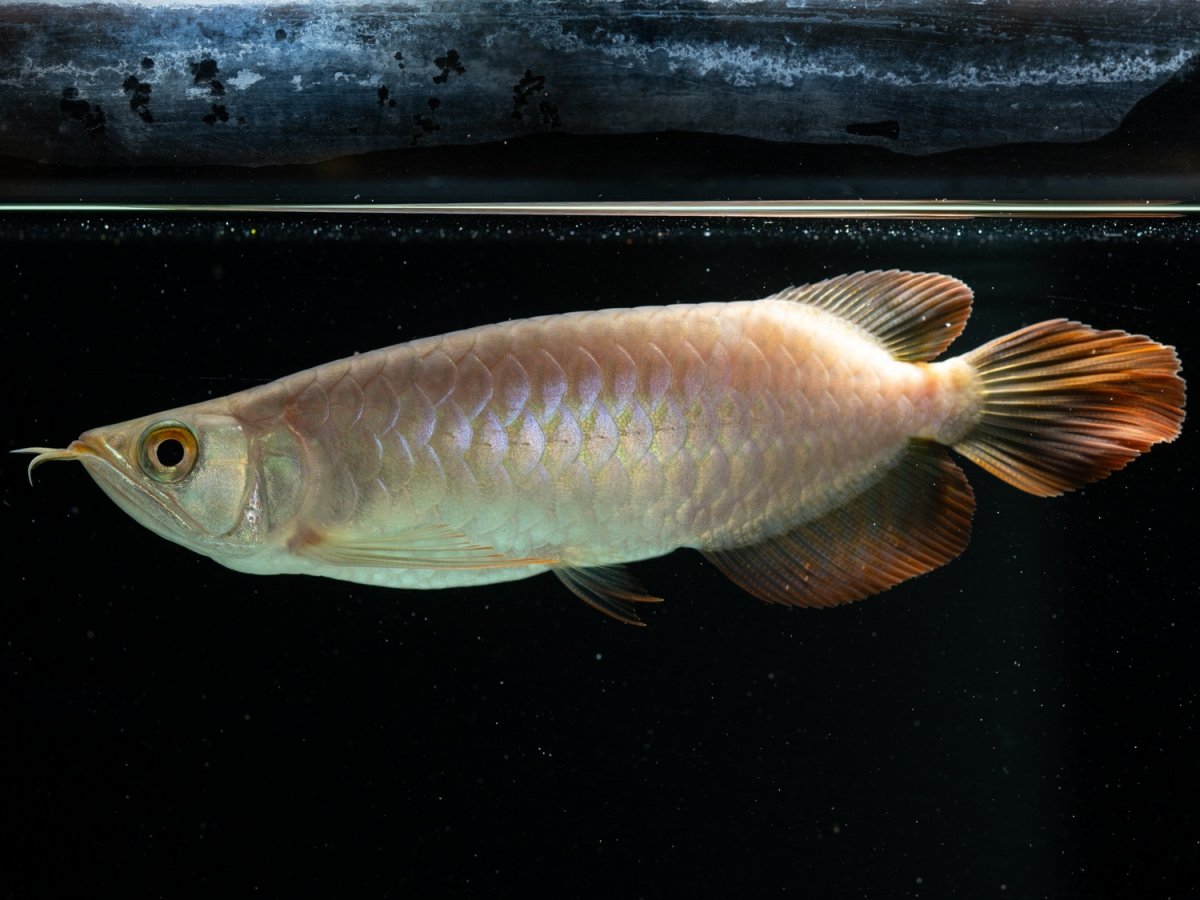 画像5:  SUMO NO.39（大関） (5)