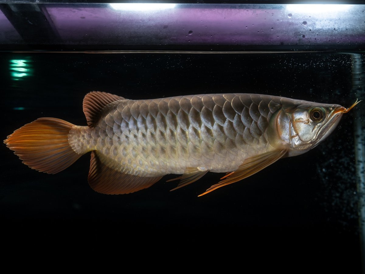 画像3: メタルレッド F4 NO.14（ディナミカカプアス産） (3)