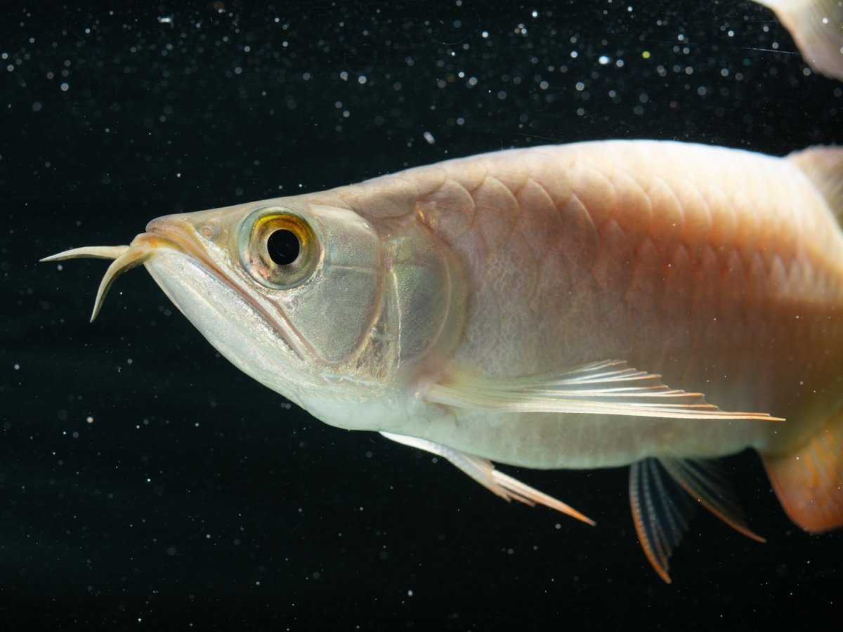 画像9:  SUMO NO.39（大関） (9)