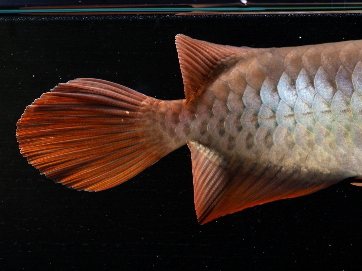 画像7: メタルレッド F3 NO.2（ディナミカカプアス産） (7)