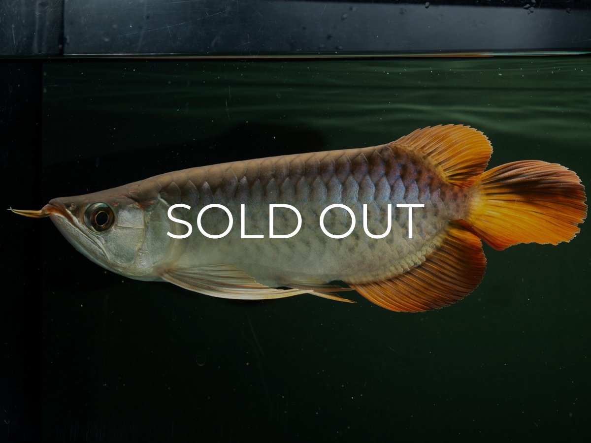 画像4: メタルレッド F4 NO.16（ディナミカカプアス産） (4)