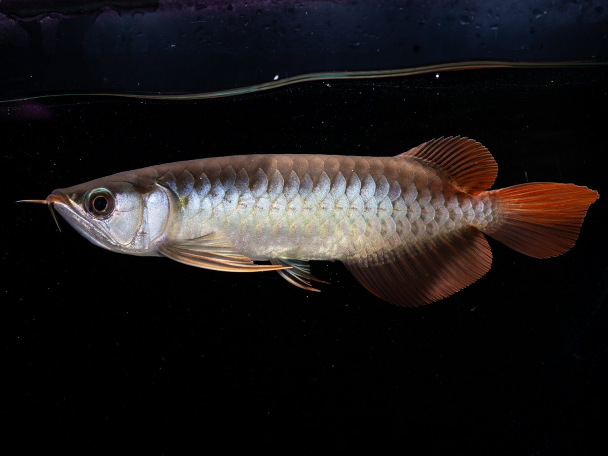 画像2: メタルレッド F3 NO.2（ディナミカカプアス産） (2)