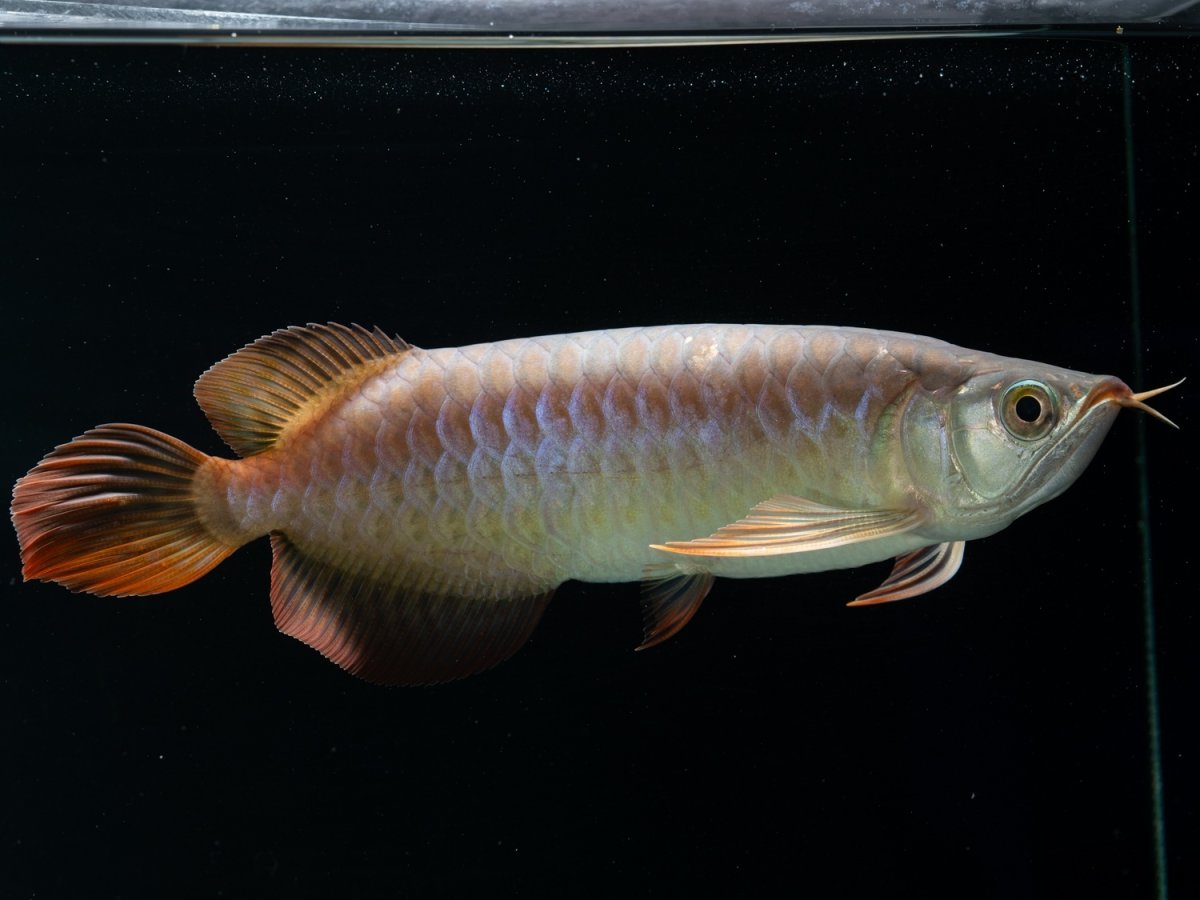 画像3: SUMO NO.33（関脇） (3)