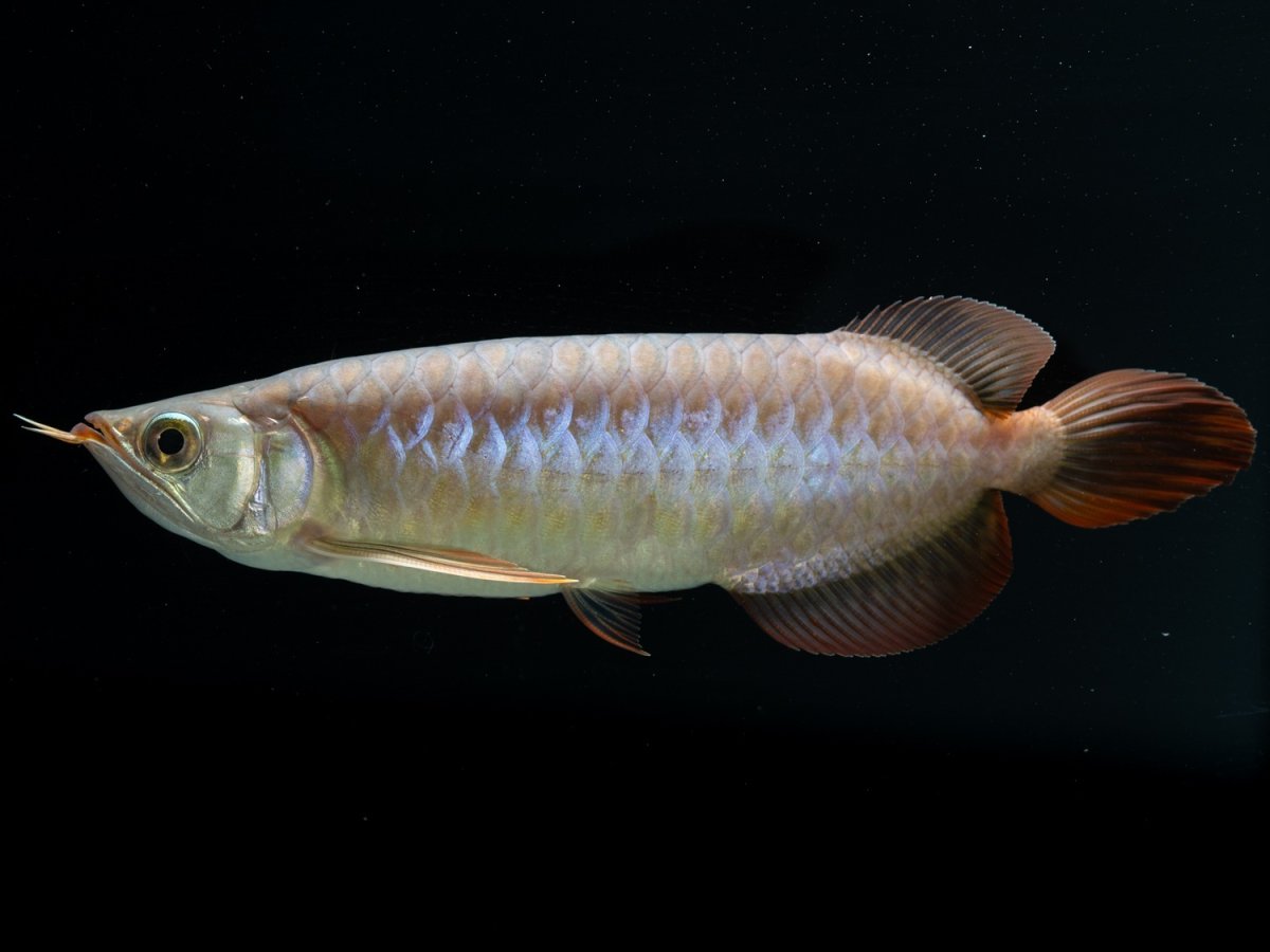 画像4: SUMO NO.33（関脇） (4)