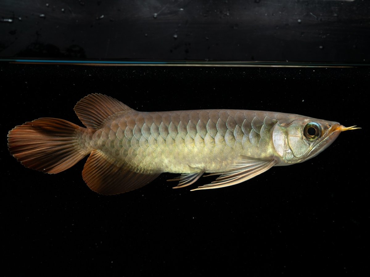 画像2: メタルレッド F3 NO.3（ディナミカカプアス産） (2)