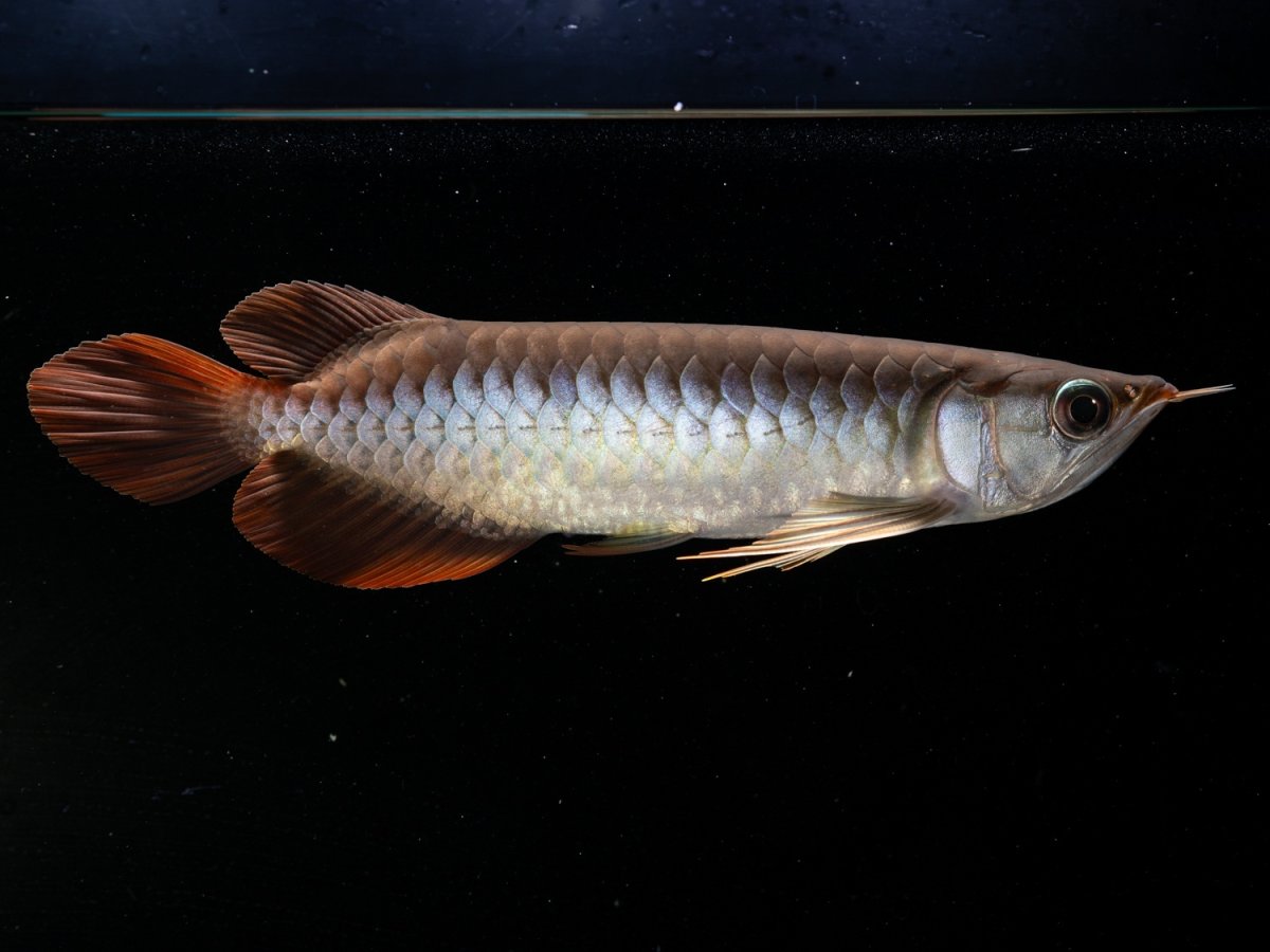 画像5: メタルレッド F3 NO.2（ディナミカカプアス産） (5)