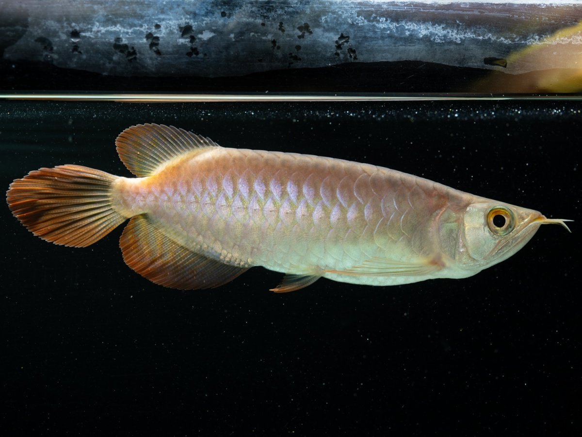 画像2:  SUMO NO.39（大関） (2)