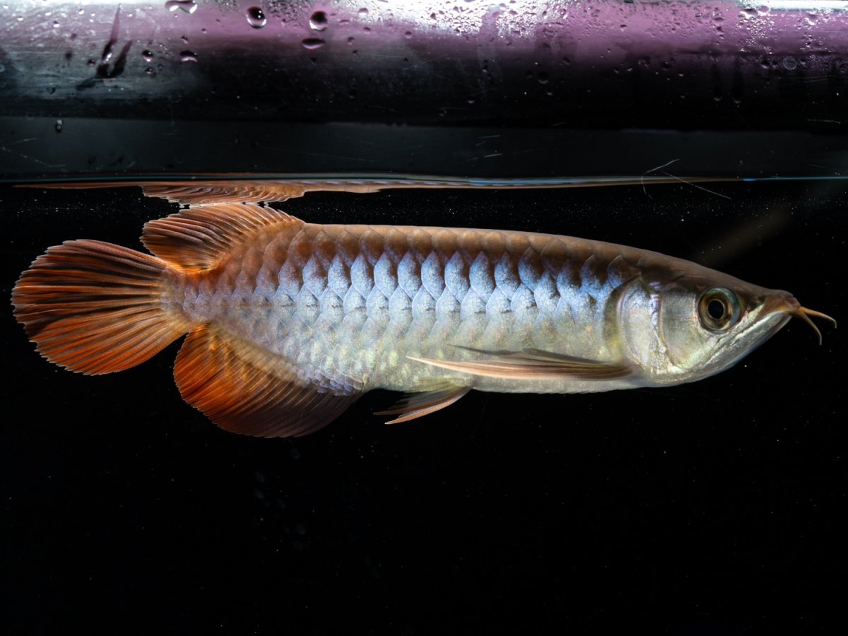 画像5: メタルレッド F3 NO.1（ディナミカカプアス産） (5)