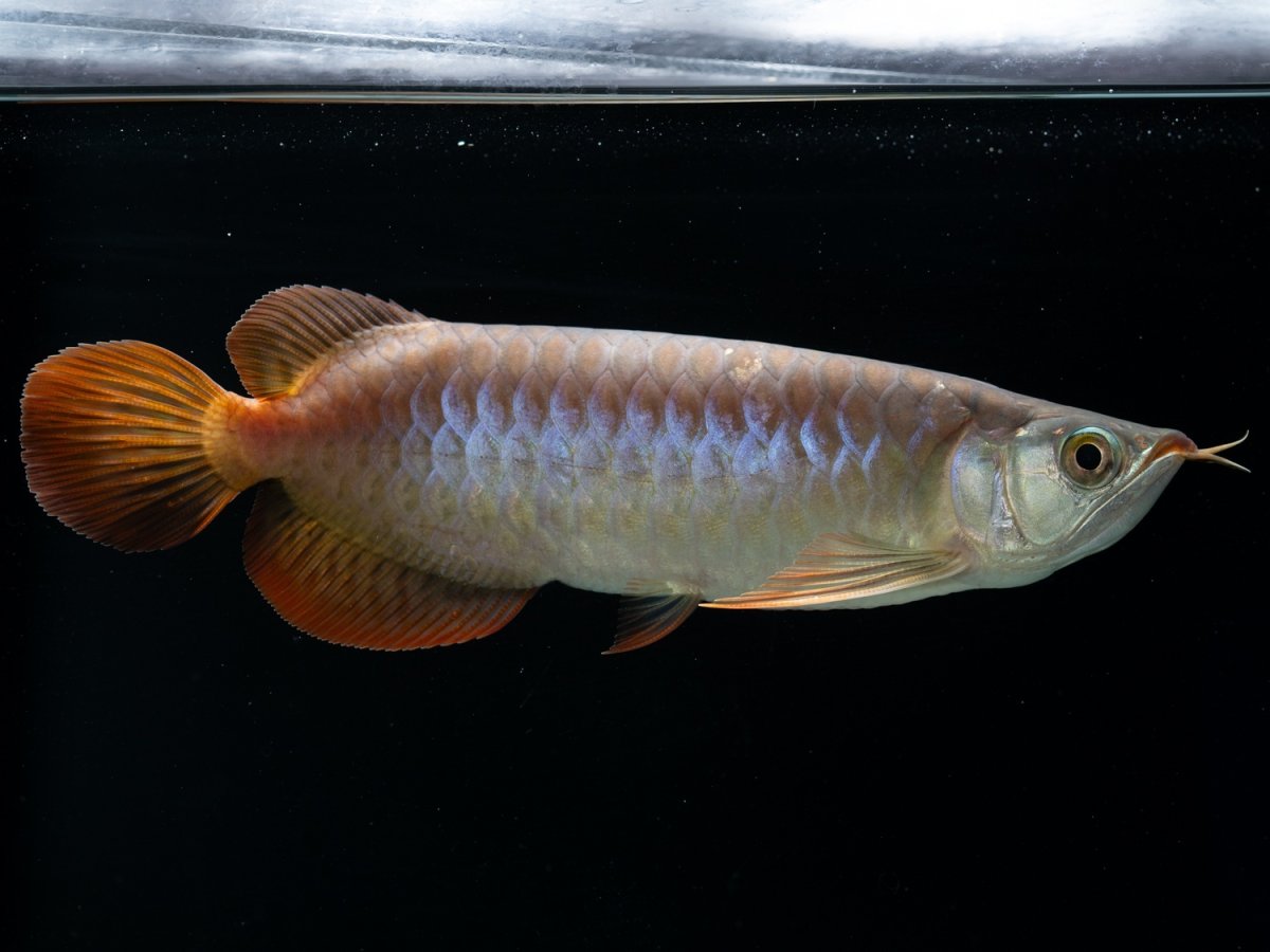 画像7: SUMO NO.33（関脇） (7)