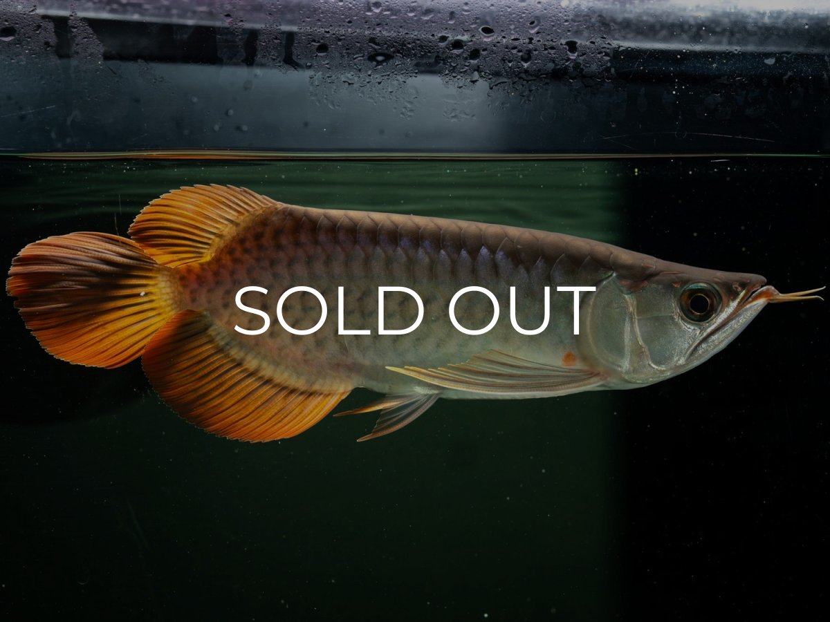 画像3: メタルレッド F4 NO.16（ディナミカカプアス産） (3)