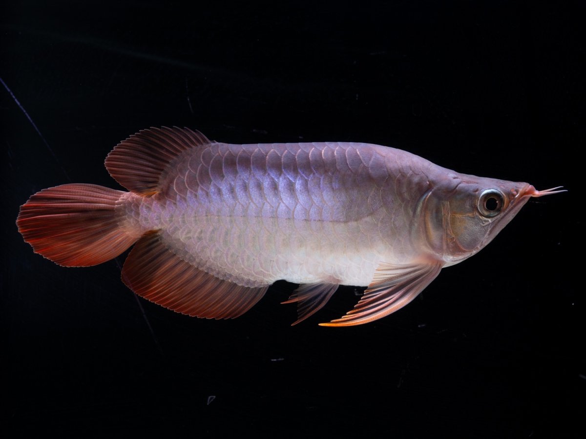 画像3: スーパーレッド ショート個体 NO.38 (3)