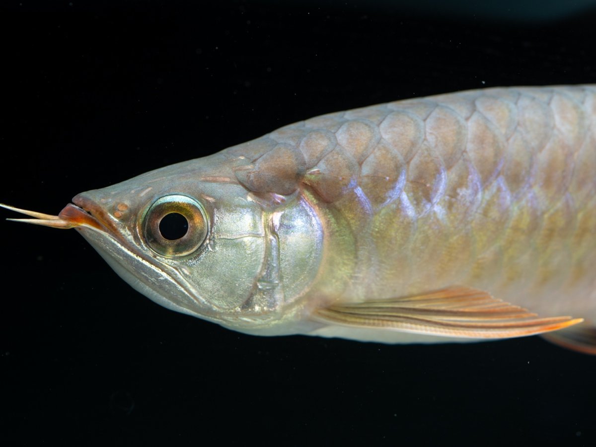 画像8: SUMO NO.33（関脇） (8)