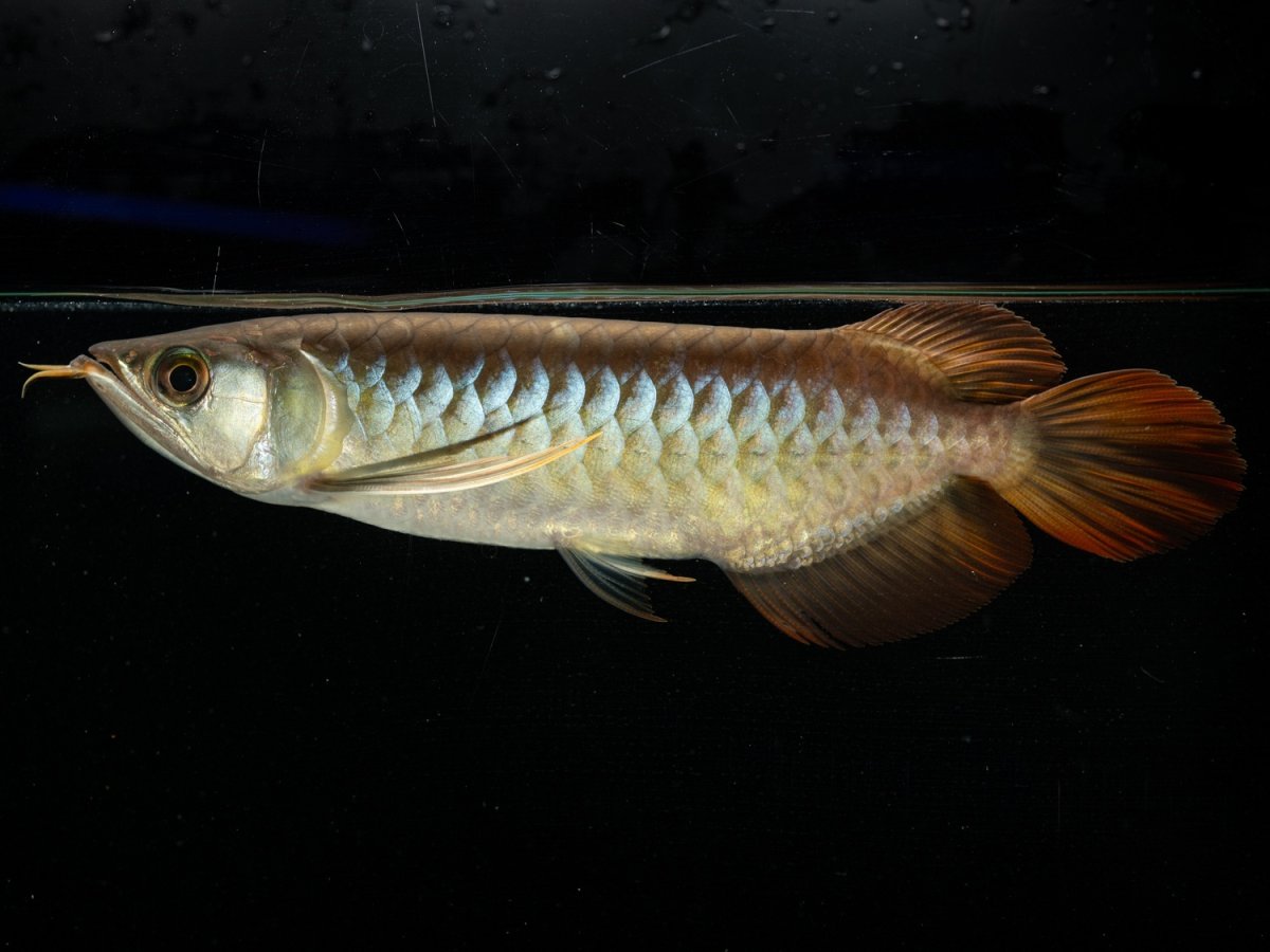 画像4: ダイナミックレッド NO.30（ディナミカカプアス産） (4)