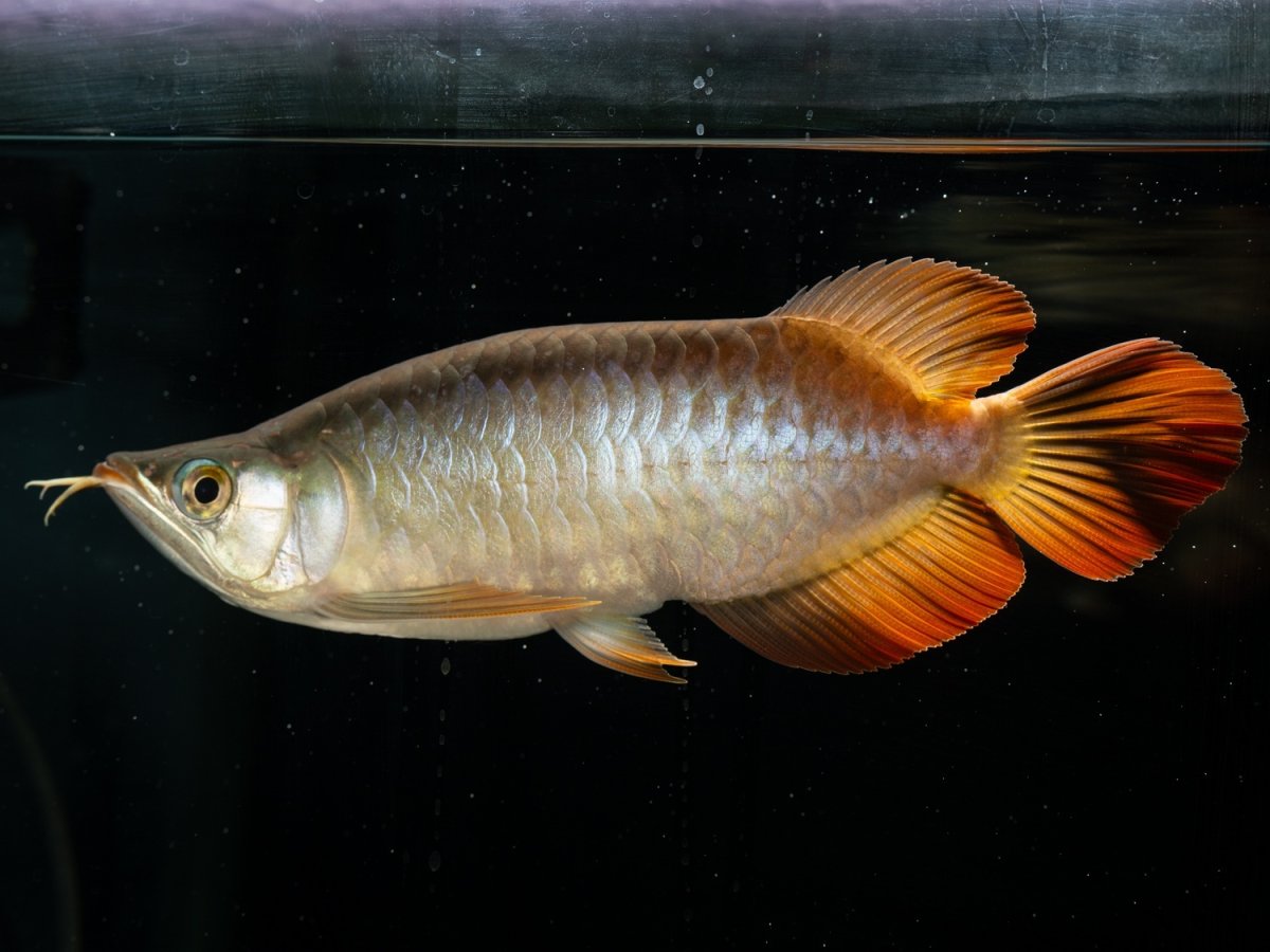 画像2: メタルレッド F4 NO.6（ディナミカカプアス産） (2)