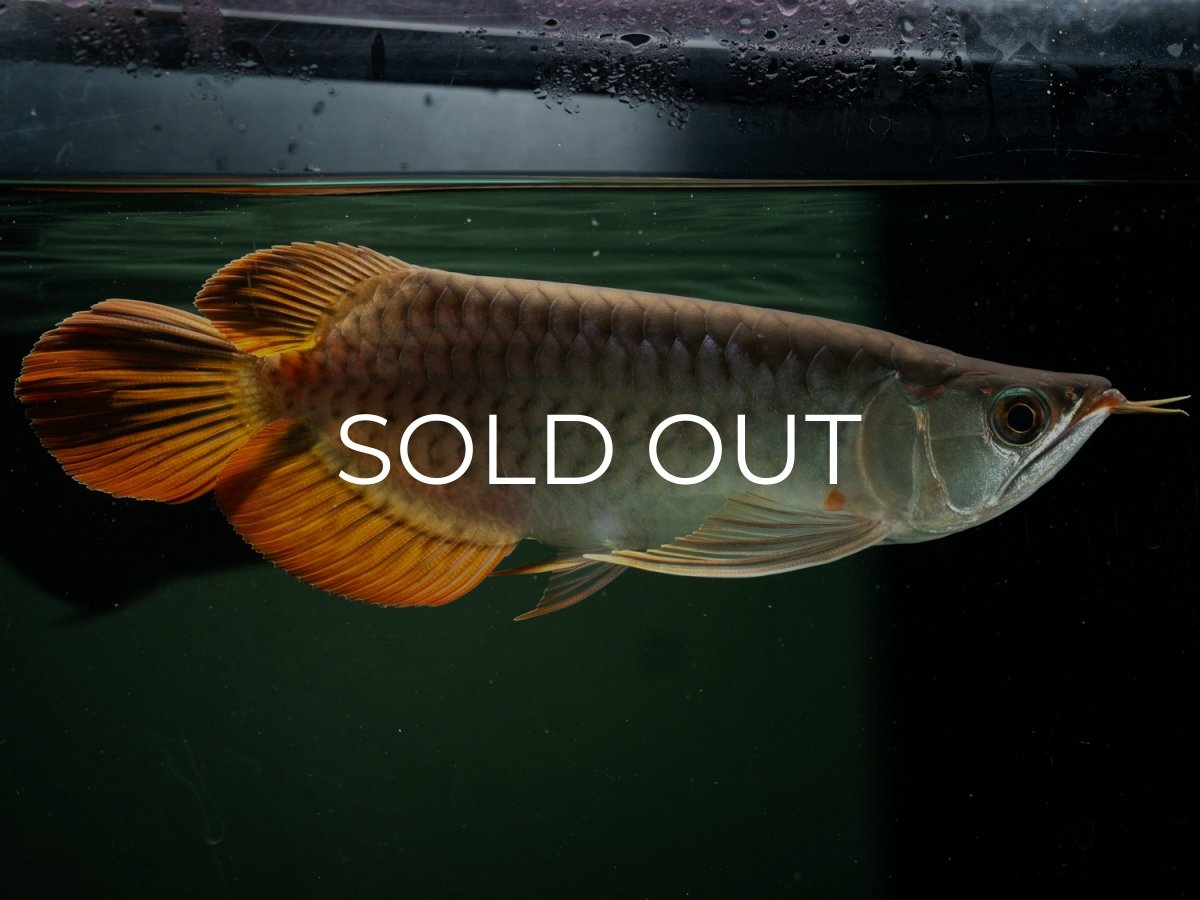 画像5: メタルレッド F4 NO.16（ディナミカカプアス産） (5)