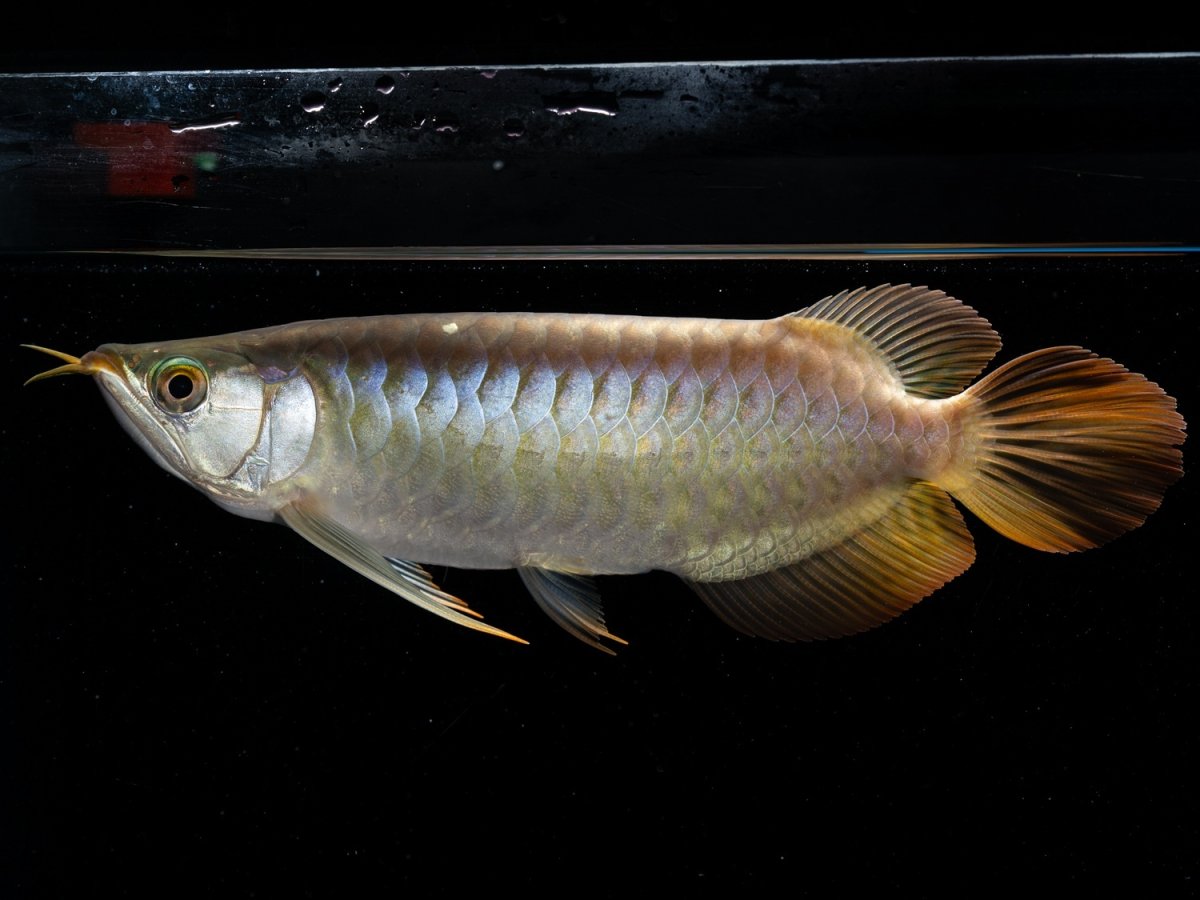 画像2: メタルレッド F4 NO.11（ディナミカカプアス産） (2)