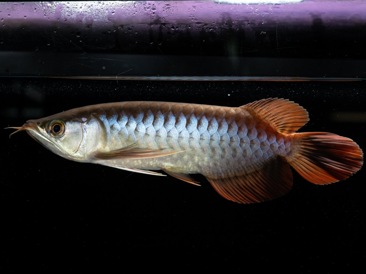 画像4: メタルレッド F3 NO.1（ディナミカカプアス産） (4)