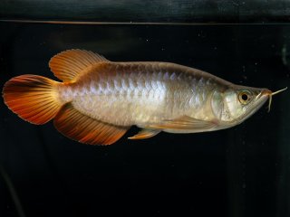アロワナ F4 アジアアロワナ過去販売魚 メタルレッドF3＆F4 【トロピカル