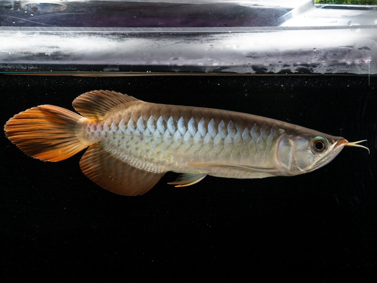 画像6: メタルレッド F3 NO.4（ディナミカカプアス産） (6)