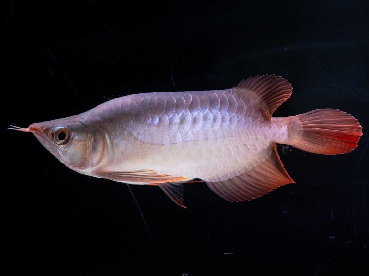 画像2: スーパーレッド ショート個体 NO.38 (2)