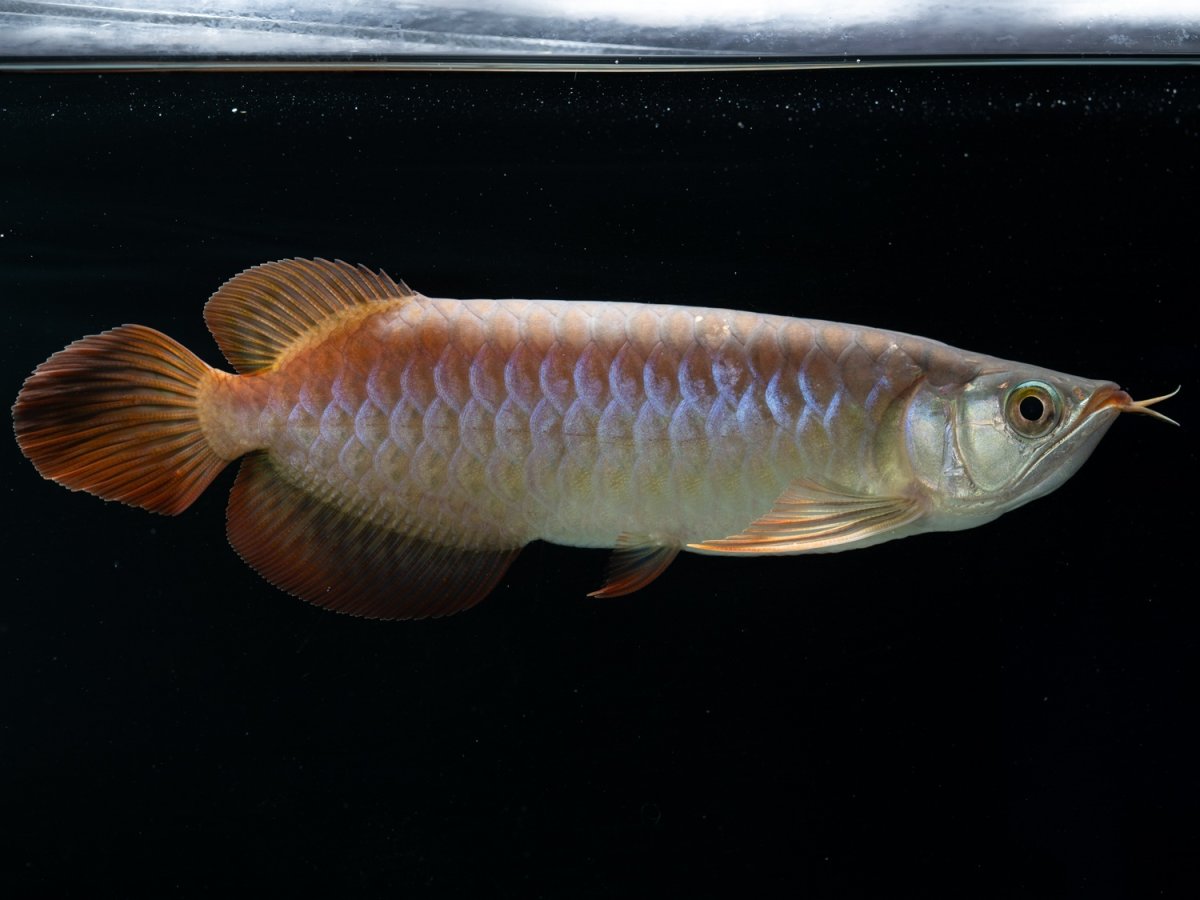 画像5: SUMO NO.33（関脇） (5)