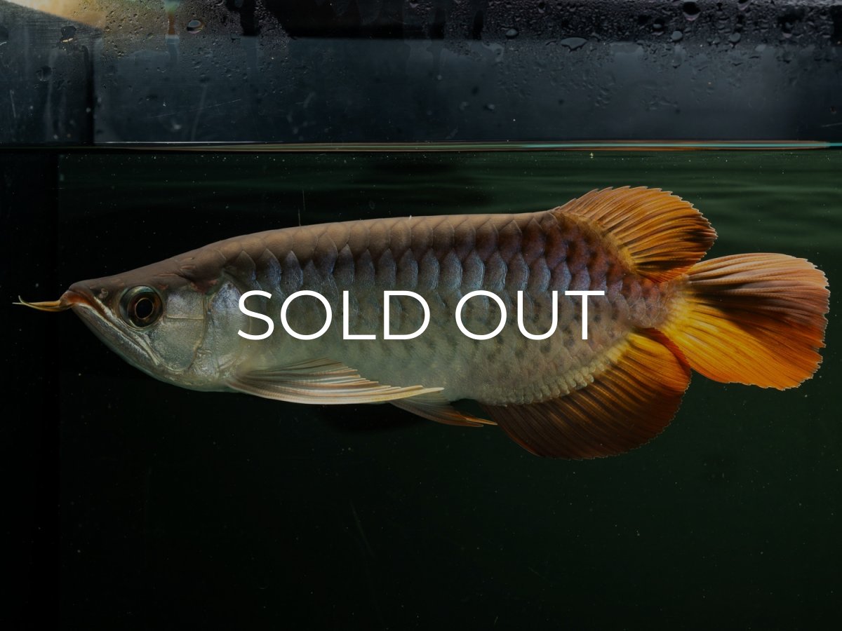 画像2: メタルレッド F4 NO.16（ディナミカカプアス産） (2)