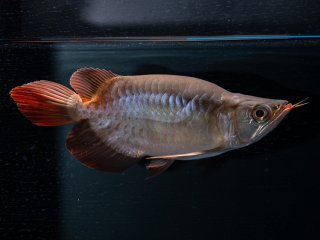 スーパーレッド（紅龍）ショート - アジアアロワナ専門店ラフレシア