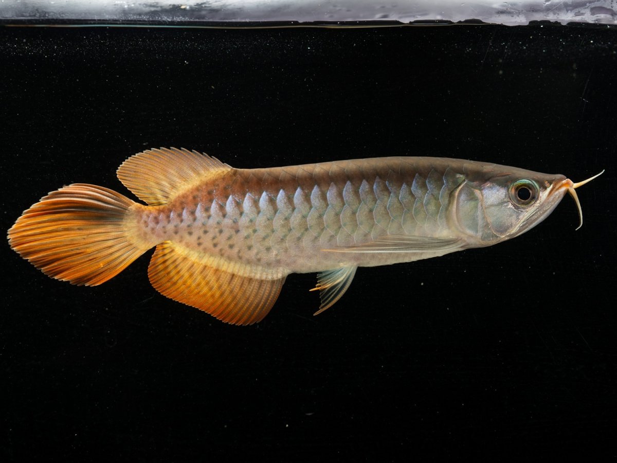 画像2: メタルレッド F3 NO.4（ディナミカカプアス産） (2)