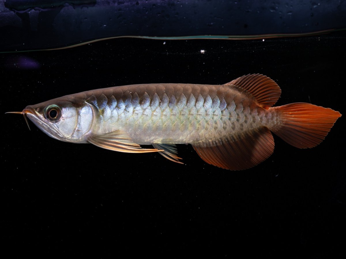 画像4: メタルレッド F3 NO.2（ディナミカカプアス産） (4)