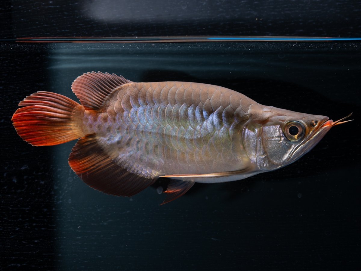 画像3: スーパーレッド ショート個体(#4) NO.46 (3)