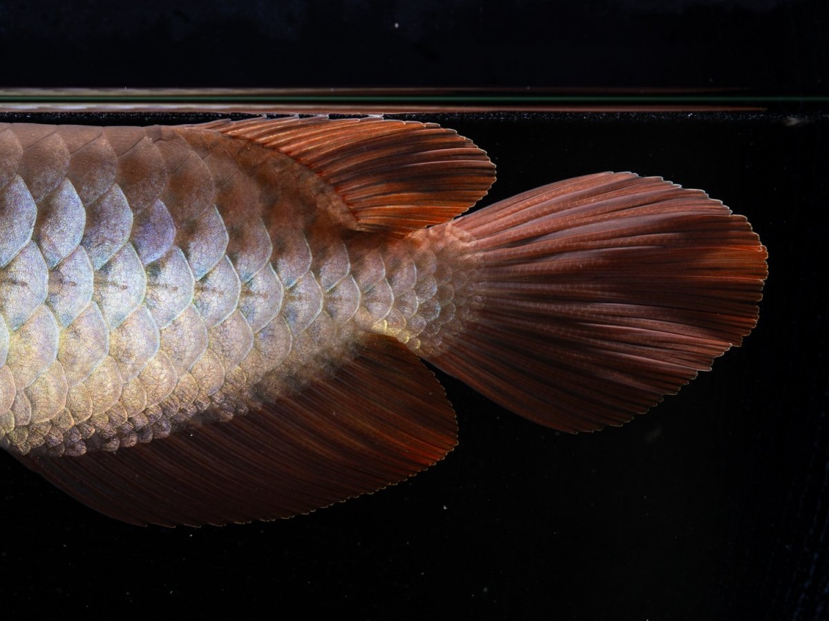 画像6: メタルレッド F3 NO.2（ディナミカカプアス産） (6)